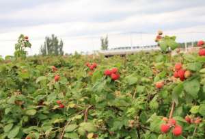 树莓北方可以种植吗