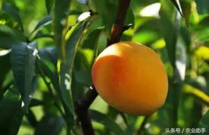 黄桃的种植技术和价