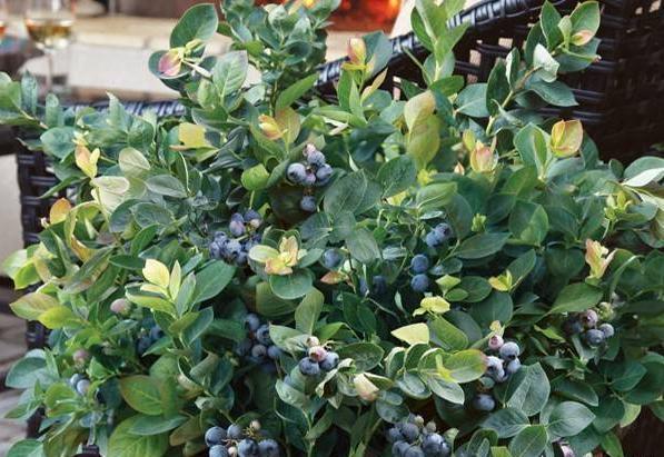 阳台种蓝莓，几个小绝招，一串花一串果，一盆一百多