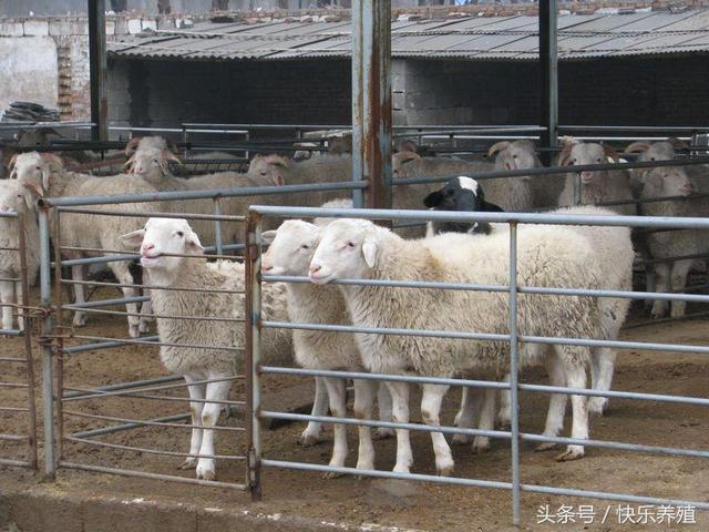 简述母羊的饲养、管理及防疫要点，养羊户一定要牢记！