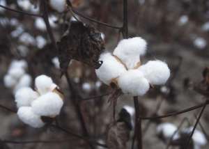 世界棉花种植面积(美国棉花一亩能产多少斤？和新疆棉花相比，有多大差距？)