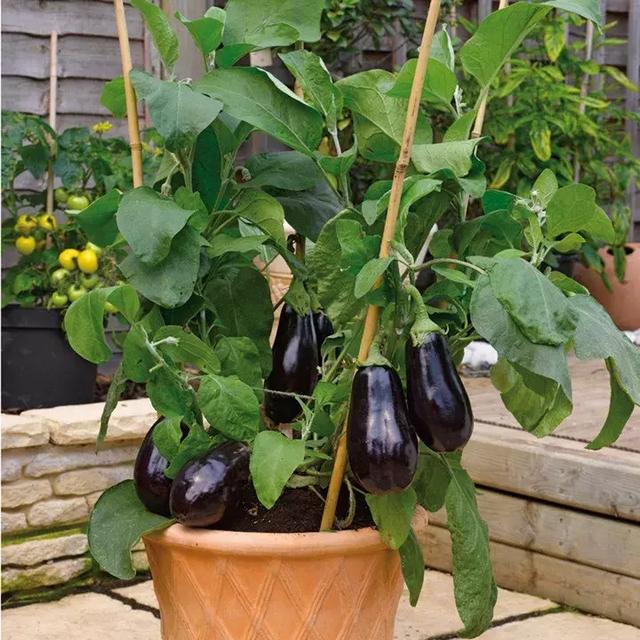 盆栽种茄子并不难，教你2个月种出结满果的茄子