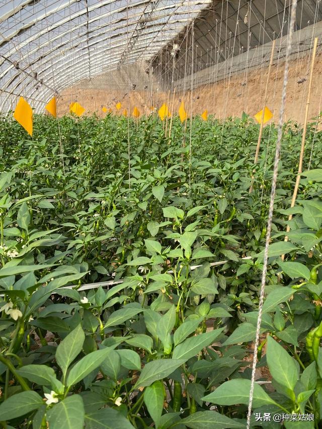 大棚种植辣椒，掌握这些栽培技术，辣椒结得一串串的