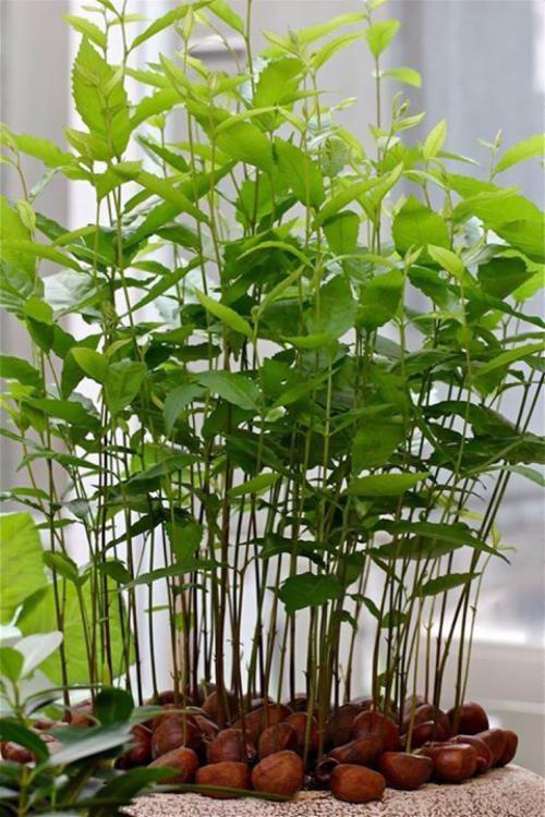 光知道吃板栗，松子，你知道可以种在花盆，做超萌小盆栽吗