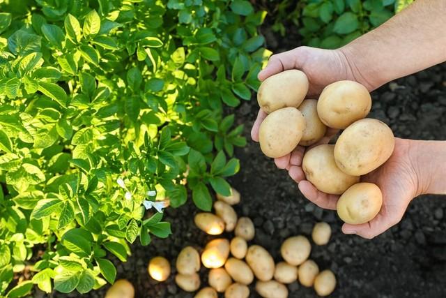 土豆什么时间种植最好?