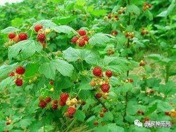 树莓种植及管理技术