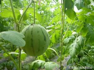 西瓜搭架种植(西瓜吊蔓产量翻番瓜形好、甜度高)