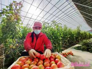 山东西红柿种植基地(好品山东丨潍城：“瘦身”西红柿变身“致富果”)