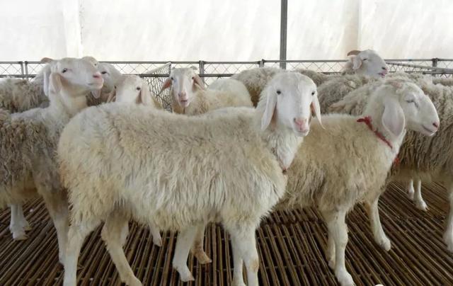 最有前景和“钱”景的三种羊，90%以上都养