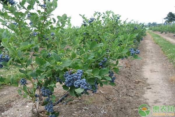 蓝莓用碱性土种植会怎样？如何改良土壤PH值？