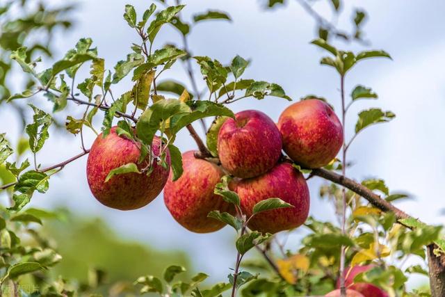 苹果耐热耐寒结果多，自己在院子里种一棵，多久会结果