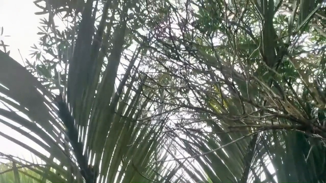 【中视频】枇杷果树竟然是寒冷的冬天开花了