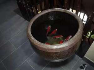 鱼缸养睡莲的养殖方法(古法养鱼水中的睡莲，我们可以用铜钱草代替吗？)