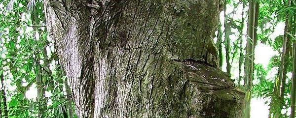 沉香树的生长周期几年才能结香?
