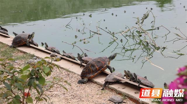 道县：庭院养龟赋新能 农民增收促振兴