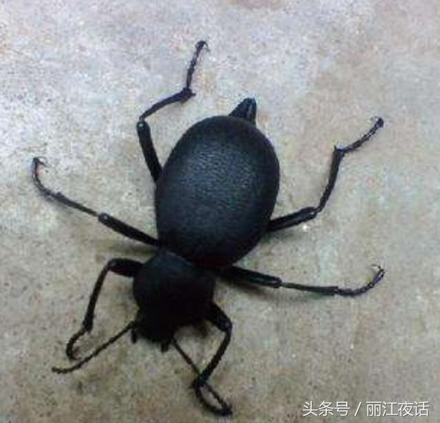 云南农村有一种昆虫，俗称“打屁虫”，药材市场上卖500元一斤