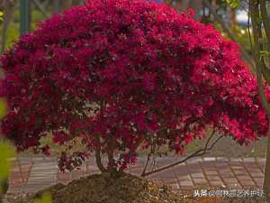 红花檵木怎么种植(关于大规格红檵木树桩地栽树的栽植与养护方案)