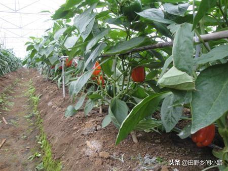 掌握好栽种甜椒的时间，用对种植方法，才能使辣椒长得更好