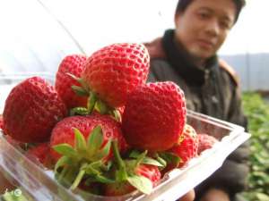 草莓重茬种植技术(超实用，掌握这四点，解决草莓重茬问题很容易)