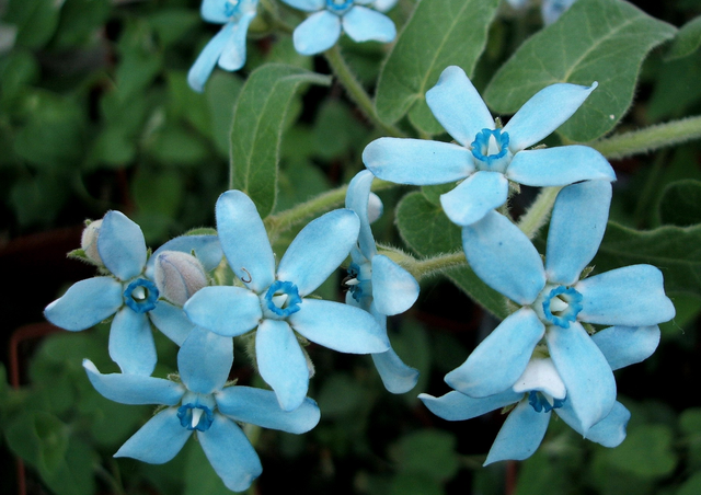 蓝星花，养好蓝星花的十大问题！简单易懂的问答模式