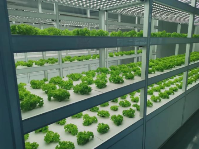 黑科技蔬菜工厂，“超级子宫”三天出苗，无土栽培四季常青