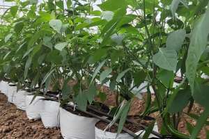 尖椒的种植方法与管理(辣椒根系弱产量低，如何生根养根效果好？两个方面要注意)