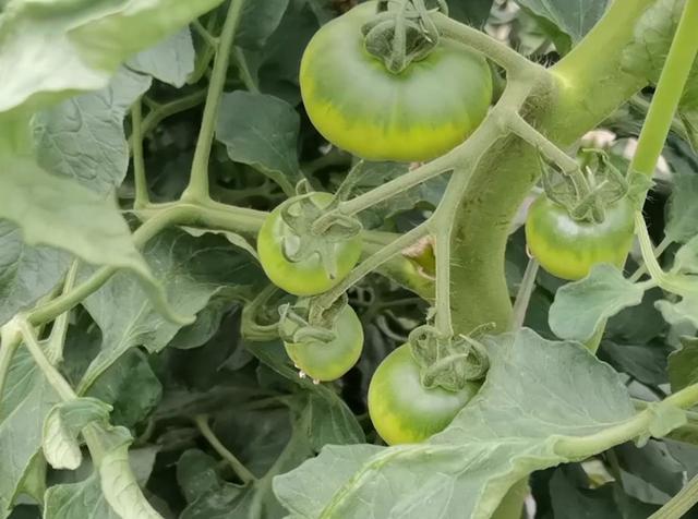 根据不同地区，掌握不同时间的露地“秋番茄”栽培技术