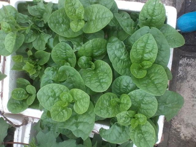  分享阳台种菜诀窍，六步骤见证木耳菜的栽种过程！   