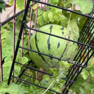 阳台种西瓜种植(西瓜在夏天，许多人都爱吃，在自家阳台上可以种吗？)