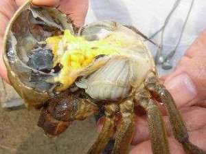 螃蟹养殖肠炎(河蟹肠炎病严重影响生长发育，如何防止产生不必要的经济损失？)