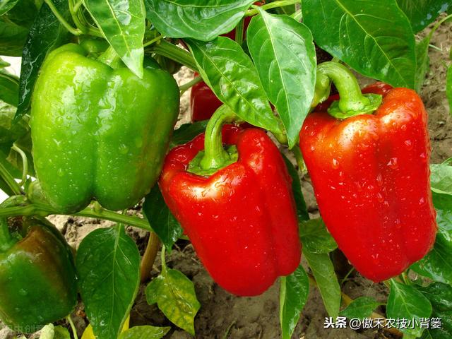 辣椒怎样种植才能更高产？这8个辣椒增产管理技巧请用好