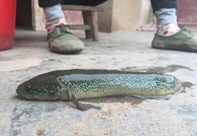 家乡叫它“花泥鳅”，曾被捞来喂鸭子，如今却“一金难求”