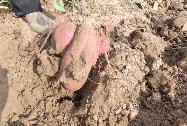 红薯挖早了，个头小，产量低，啥时候收获最好？农户别做错