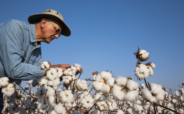 美国棉花一亩能产多少斤？和新疆棉花相比，有多大差距？