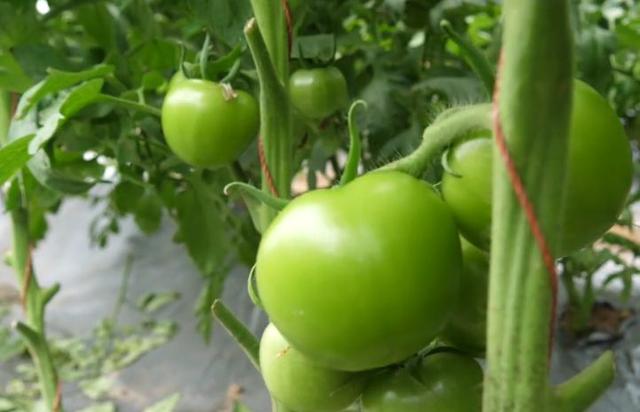 根据不同地区，掌握不同时间的露地“秋番茄”栽培技术
