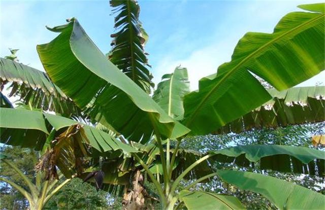芭蕉的种植条件比香蕉要来的严格一些，那么芭蕉怎么种呢？