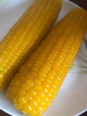 大棚玉米种植技术(甜糯玉米早春大棚加地膜覆盖高效种植技术)