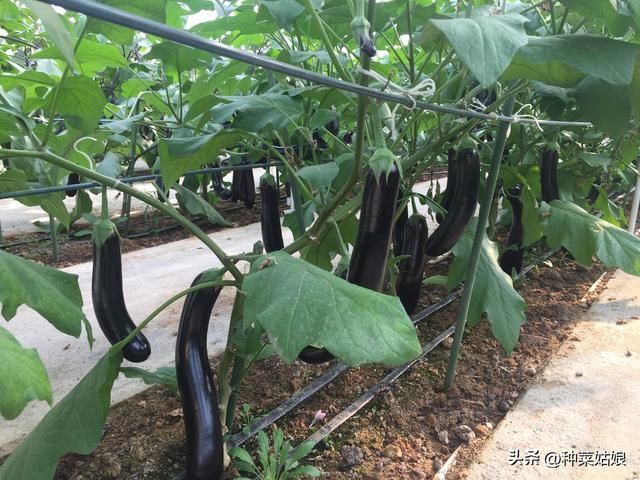 茄子怎么种才能结得多，怎么施肥，怎么整枝，用不用授粉呢？