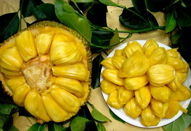 食用兼备，市场前景好，四季菠萝蜜优质丰产靠这套栽培技术