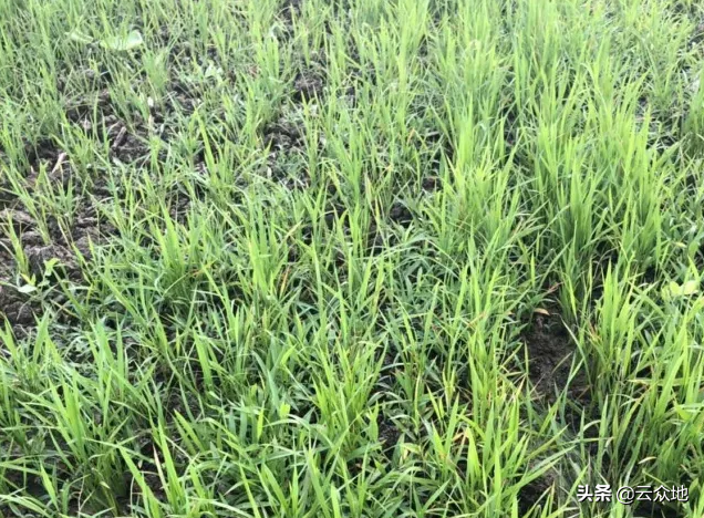 种植旱稻如何科学除草？掌握除草的几个关键点，轻松解决除草问题