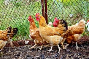 柴鸡如何养殖(高效柴鸡养殖不可不知的三个常识看看你都知道吗？)