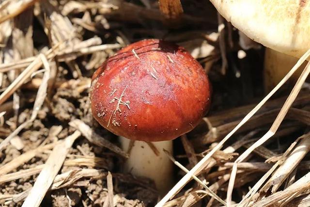 高山竹林里的“小红伞”，这样的蘑菇见过吗？