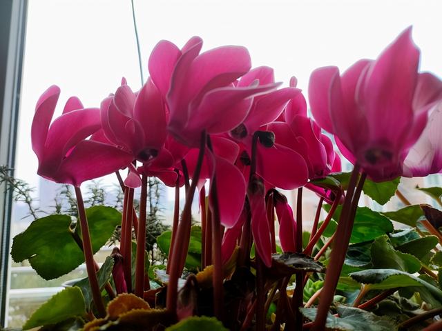 适合小阳台的“网红花”，遇水疯长寓意好，一次绽放上百朵