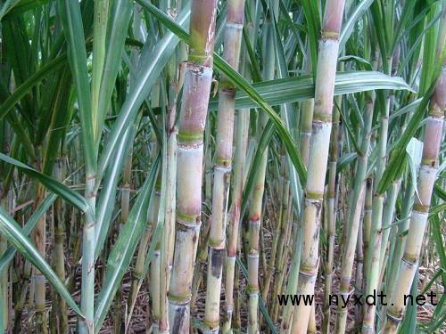 农业技术：甘蔗怎么种植？