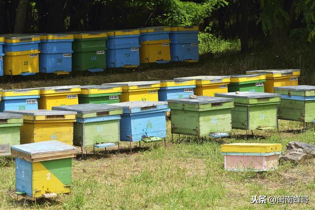 新手养蜂人如何养好蜜蜂呢？3点小常识，丰收蜂蜜指日可待