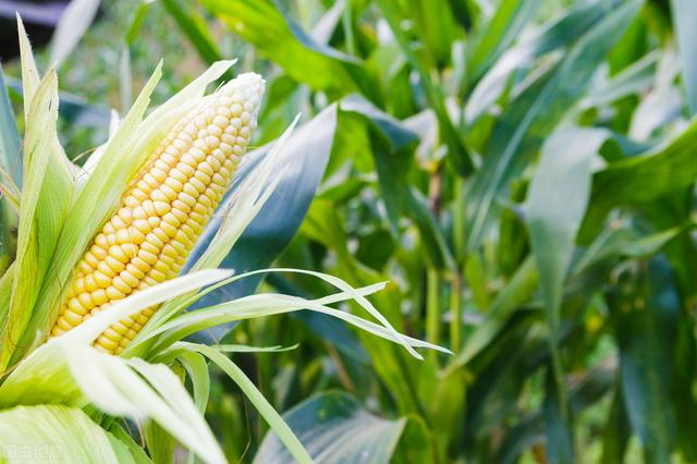 甜玉米种植方式及保护地栽培技术，过来了解下吧