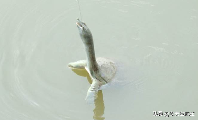 农村鱼塘里有几只野生甲鱼，如何把它钓上来？钓甲鱼用什么饵好？
