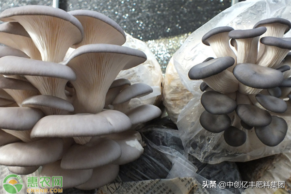 蘑菇高产栽培技术