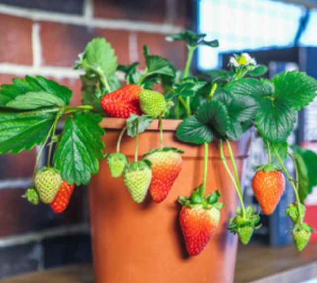 盆栽草莓的栽培技术，以及管理技巧，学会了，轻轻松松挂满果