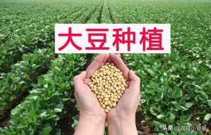 黄豆种植要求(大豆在哪种土地上、挑选什么品种、什么时候播种更容易高产？)